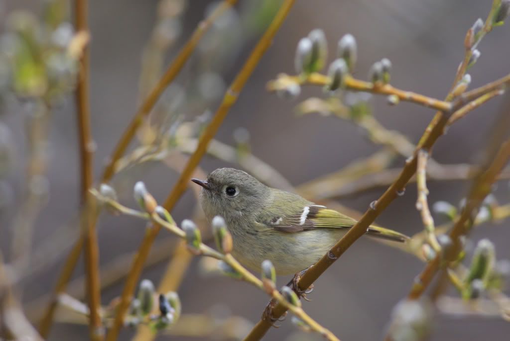 IMAGE: http://i745.photobucket.com/albums/xx97/et078/BirdsApril122010021-1.jpg