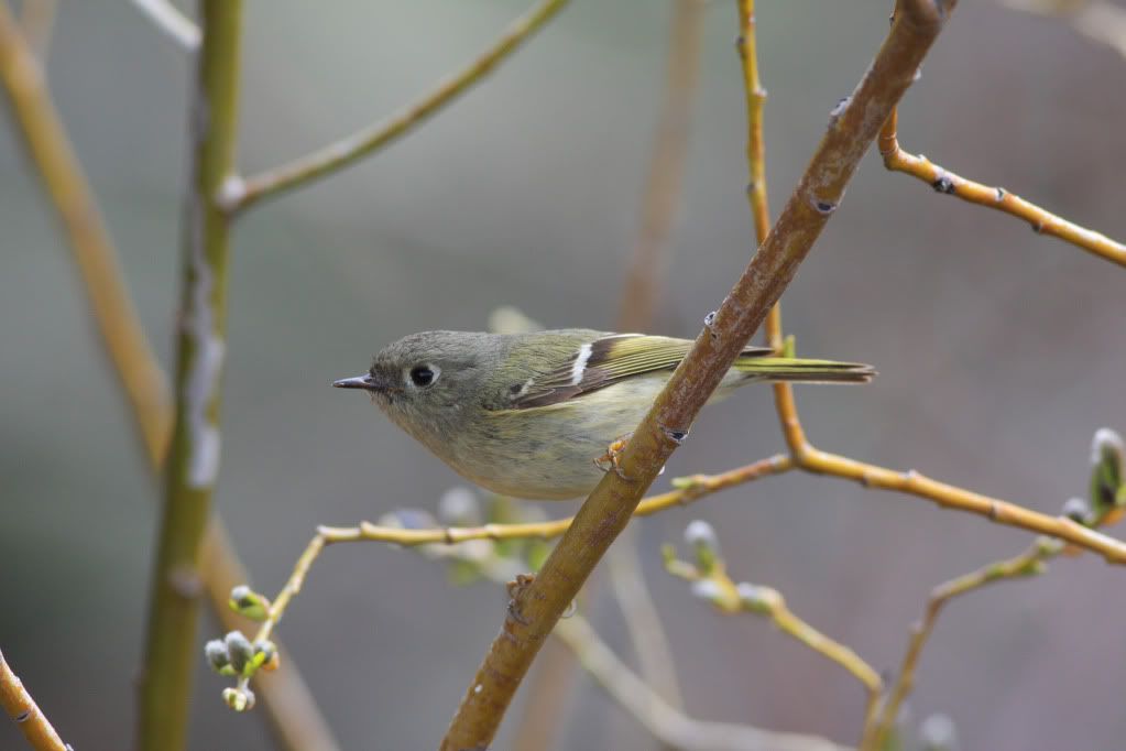 IMAGE: http://i745.photobucket.com/albums/xx97/et078/BirdsApril122010022-1.jpg