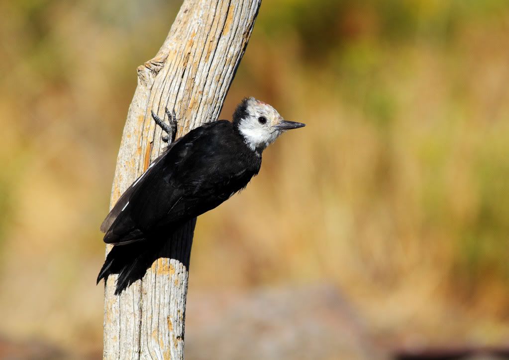 IMAGE: http://i745.photobucket.com/albums/xx97/et078/Cabin-lake-2.jpg