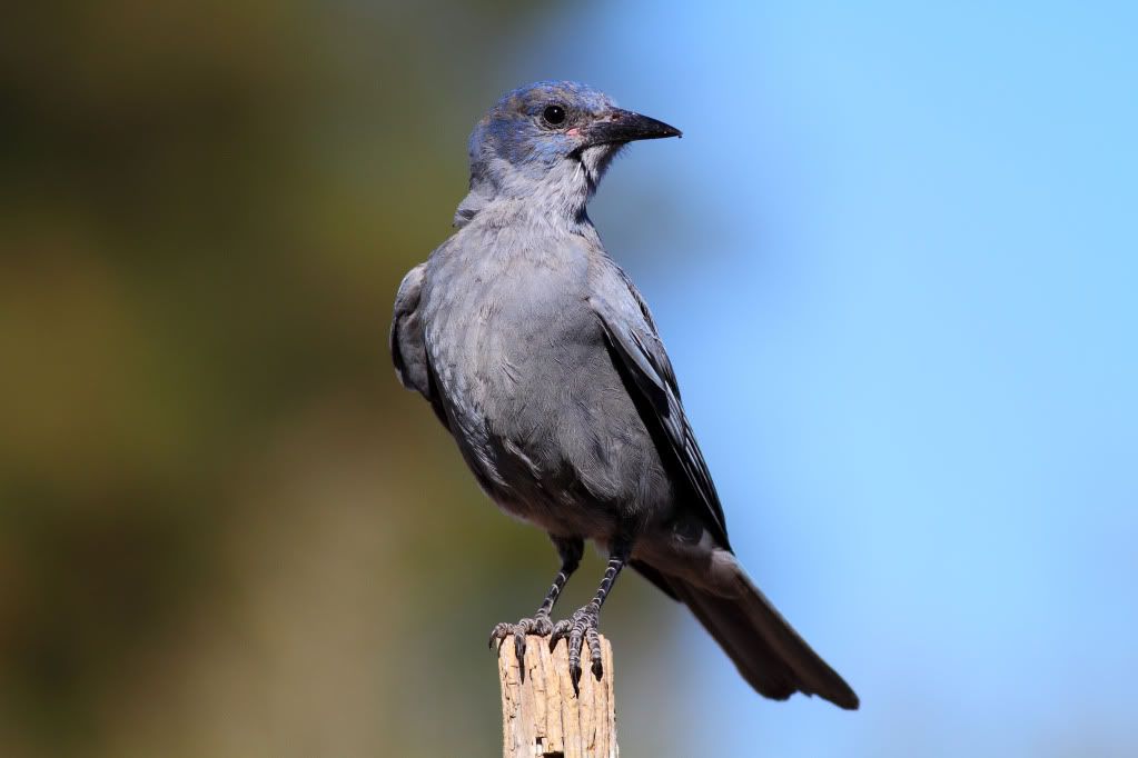 IMAGE: http://i745.photobucket.com/albums/xx97/et078/Cabin-lake-4.jpg