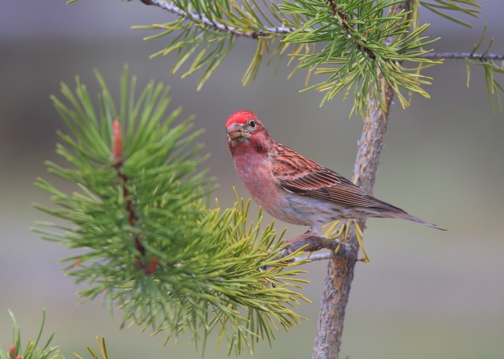 IMAGE: http://i745.photobucket.com/albums/xx97/et078/CabinlakeJune112010013.jpg