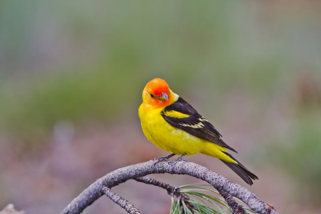 IMAGE: http://i745.photobucket.com/albums/xx97/et078/CabinlakeJune112010042-1.jpg