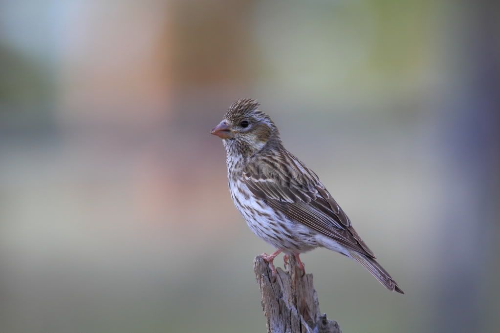 IMAGE: http://i745.photobucket.com/albums/xx97/et078/CabinlakeJune112010100.jpg