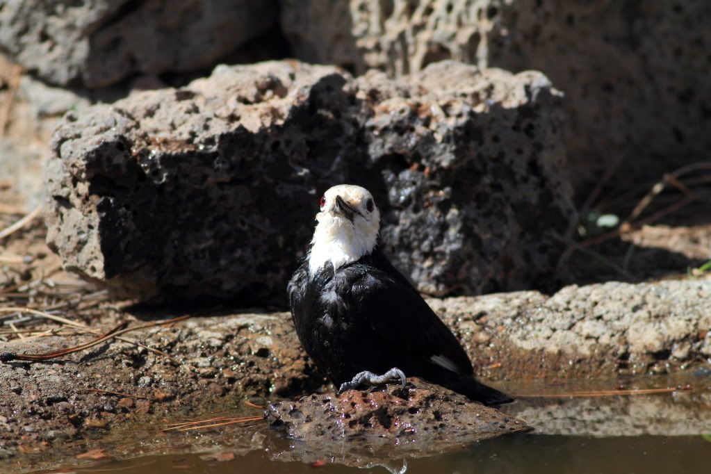 IMAGE: http://i745.photobucket.com/albums/xx97/et078/CabinlakeJune112010107.jpg