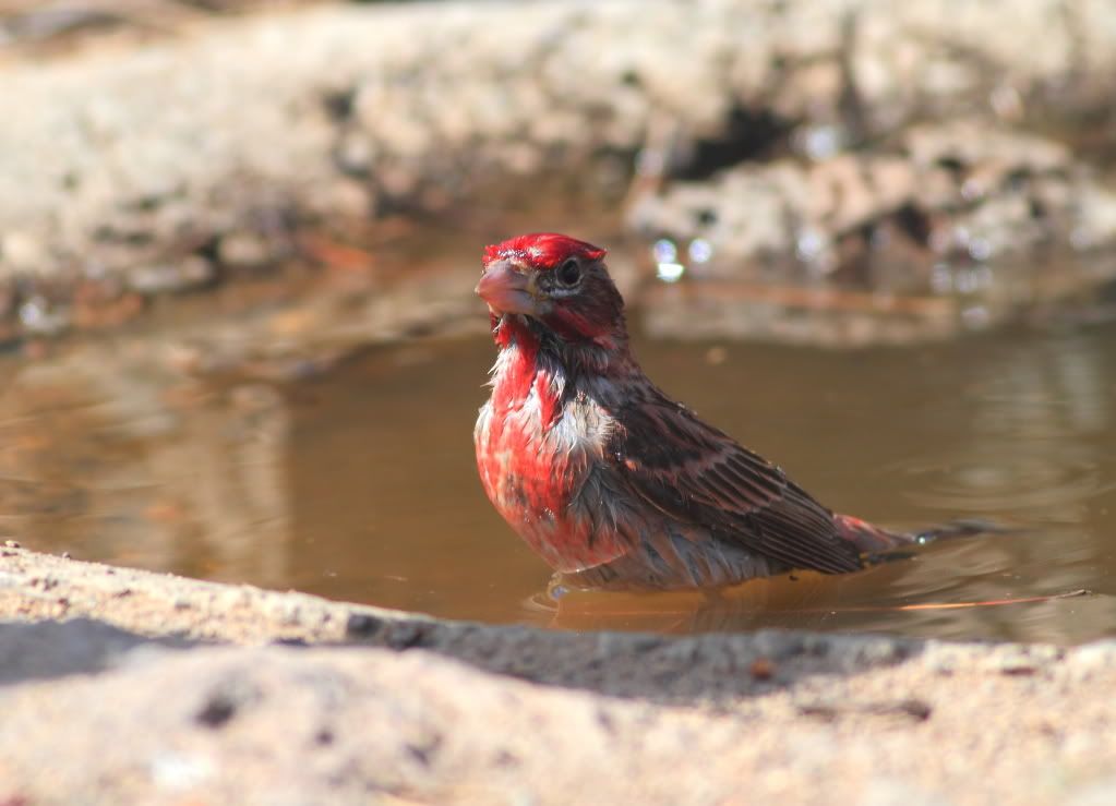 IMAGE: http://i745.photobucket.com/albums/xx97/et078/CabinlakeJune112010134.jpg