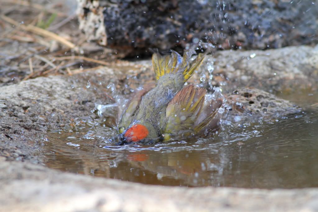 IMAGE: http://i745.photobucket.com/albums/xx97/et078/CabinlakeJune112010230.jpg