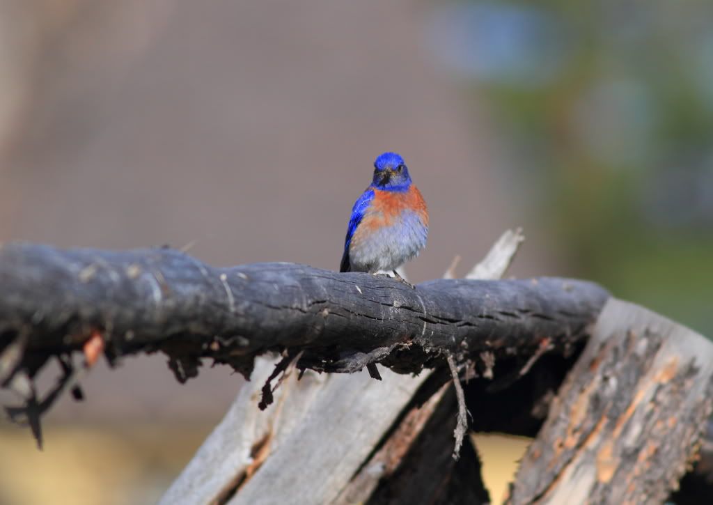 IMAGE: http://i745.photobucket.com/albums/xx97/et078/CabinlakeJune112010276.jpg