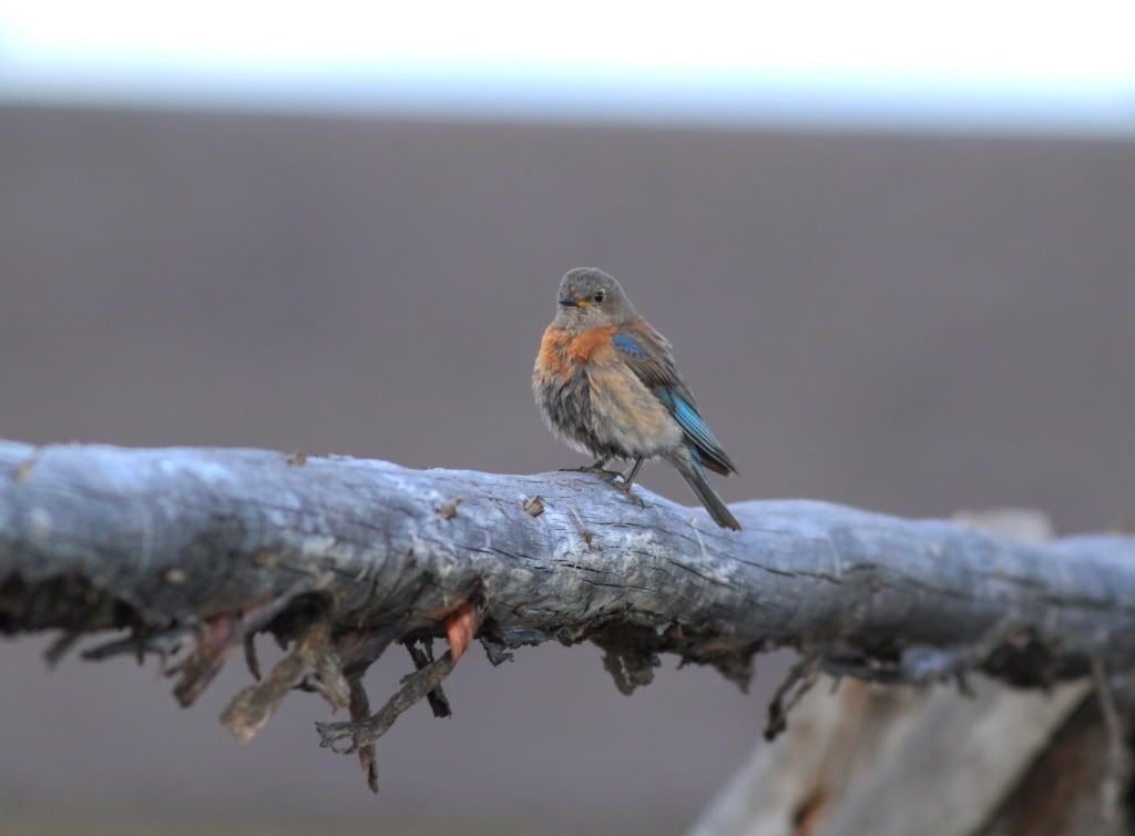 IMAGE: http://i745.photobucket.com/albums/xx97/et078/CabinlakeJune112010287.jpg