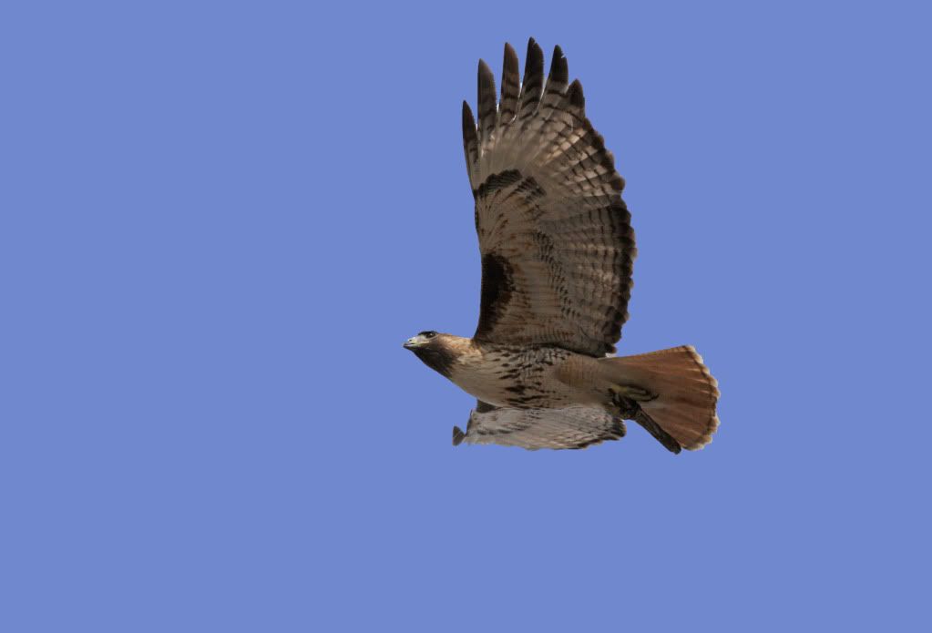 IMAGE: http://i745.photobucket.com/albums/xx97/et078/HDR/MalheurRefugeMarch202010162-1.jpg