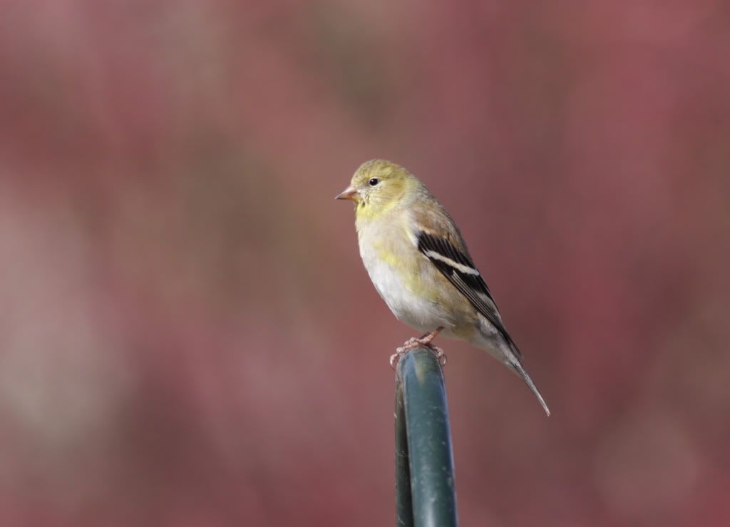 IMAGE: http://i745.photobucket.com/albums/xx97/et078/MalheurRefugeMarch202010016-2.jpg