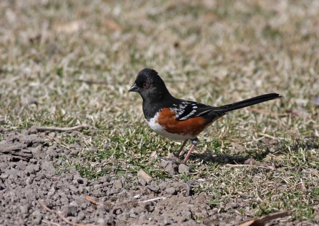 IMAGE: http://i745.photobucket.com/albums/xx97/et078/MalheurRefugeMarch202010026-1.jpg