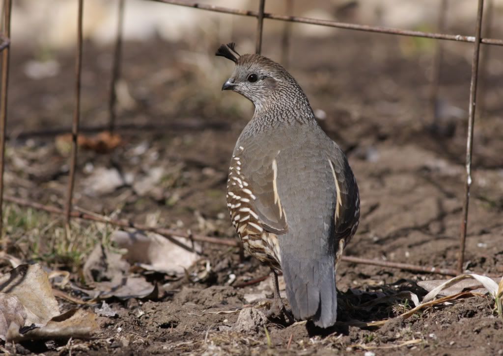 IMAGE: http://i745.photobucket.com/albums/xx97/et078/MalheurRefugeMarch202010051-1.jpg