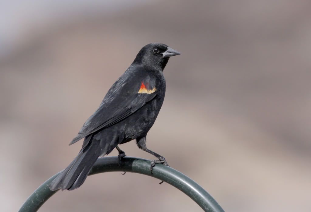 IMAGE: http://i745.photobucket.com/albums/xx97/et078/MalheurRefugeMarch202010087-1.jpg