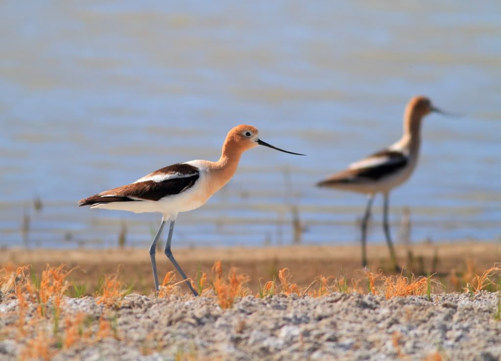 IMAGE: http://i745.photobucket.com/albums/xx97/et078/SummerlakeJune132010127.jpg