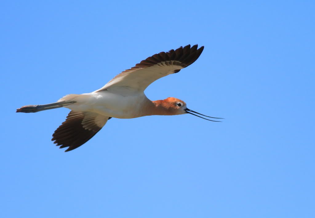 IMAGE: http://i745.photobucket.com/albums/xx97/et078/SummerlakeJune132010140.jpg