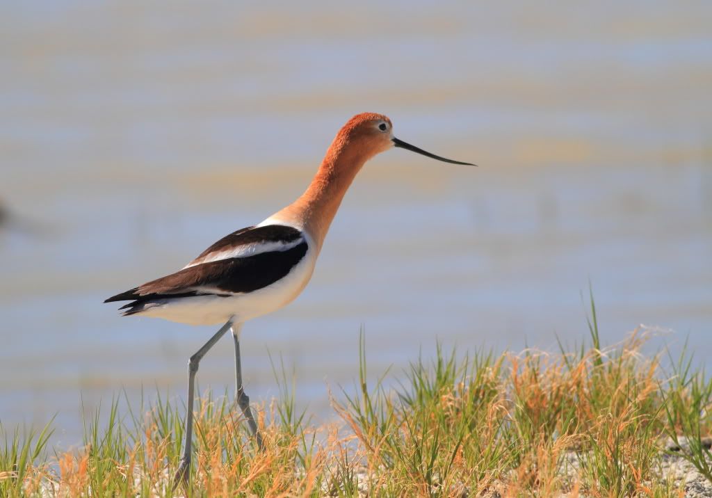 IMAGE: http://i745.photobucket.com/albums/xx97/et078/SummerlakeJune132010145.jpg