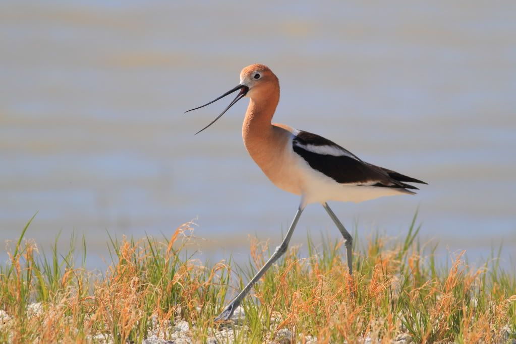 IMAGE: http://i745.photobucket.com/albums/xx97/et078/SummerlakeJune132010149-1.jpg