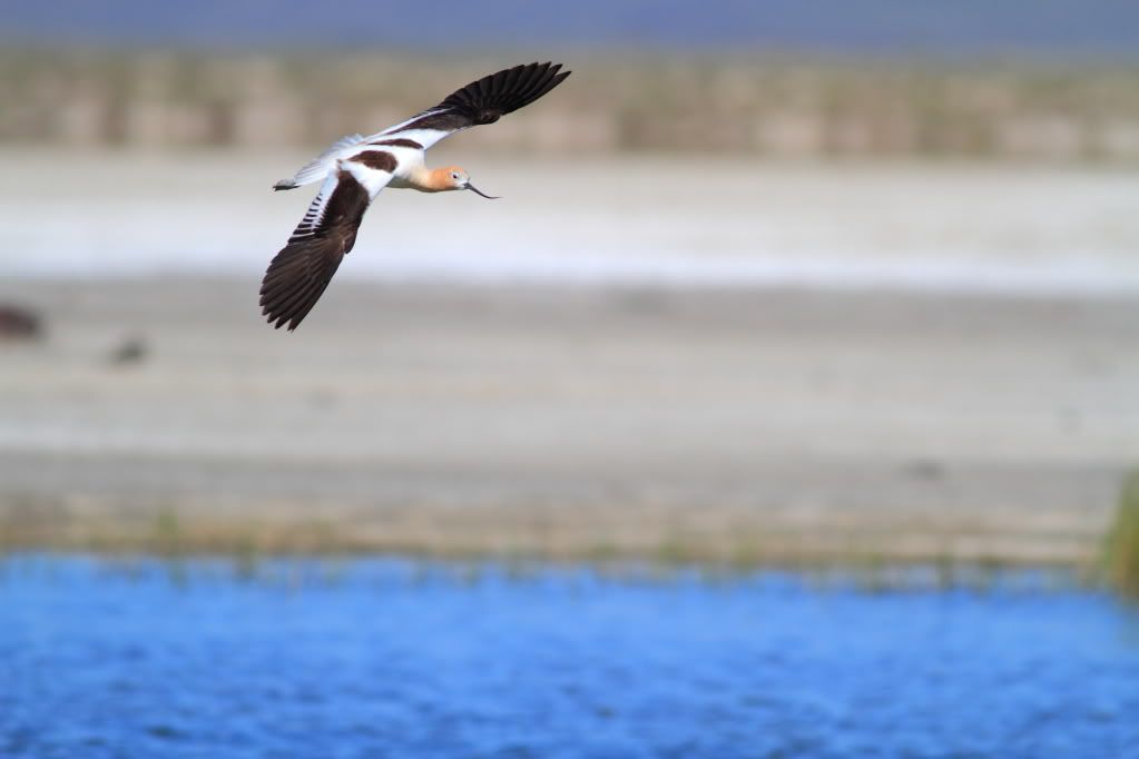 IMAGE: http://i745.photobucket.com/albums/xx97/et078/SummerlakeJune132010174.jpg