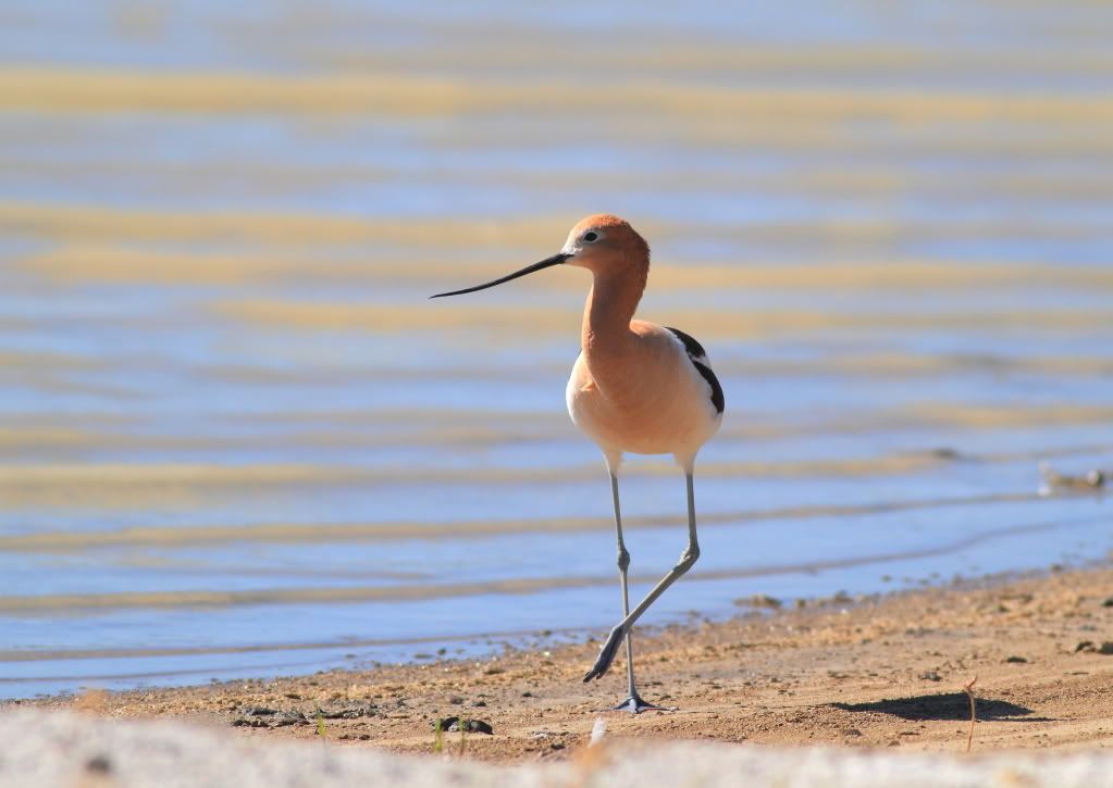 IMAGE: http://i745.photobucket.com/albums/xx97/et078/SummerlakeJune132010182.jpg