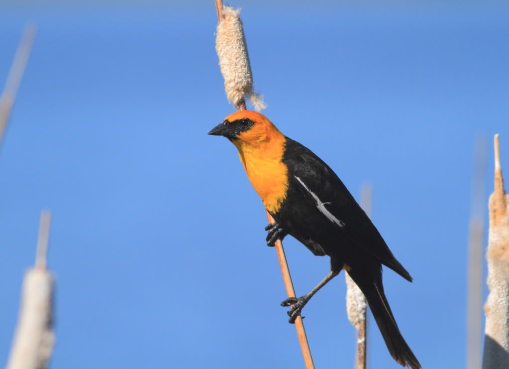 IMAGE: http://i745.photobucket.com/albums/xx97/et078/SummerlakeJune132010215-1.jpg