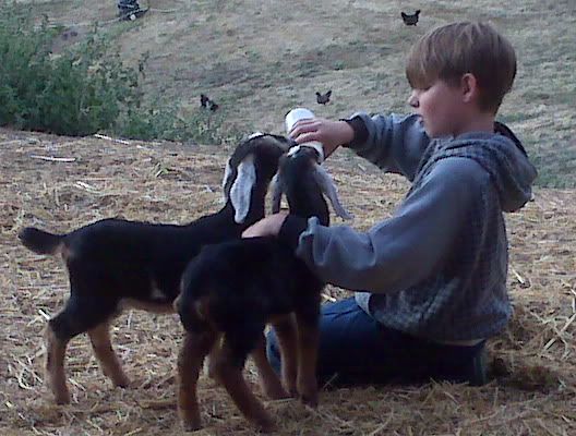 I love this picture of DS - Goats