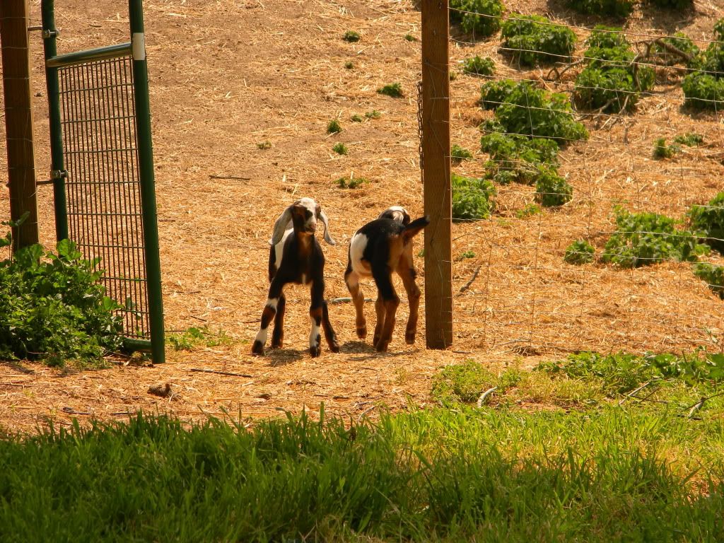 Poppy and Honey - Goats