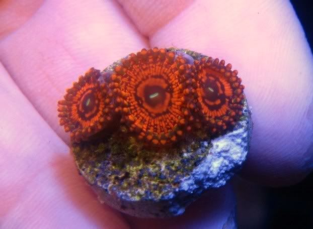 Darth Maul Zoas