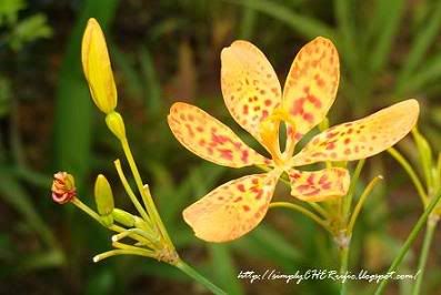 Leopard Lily Flower