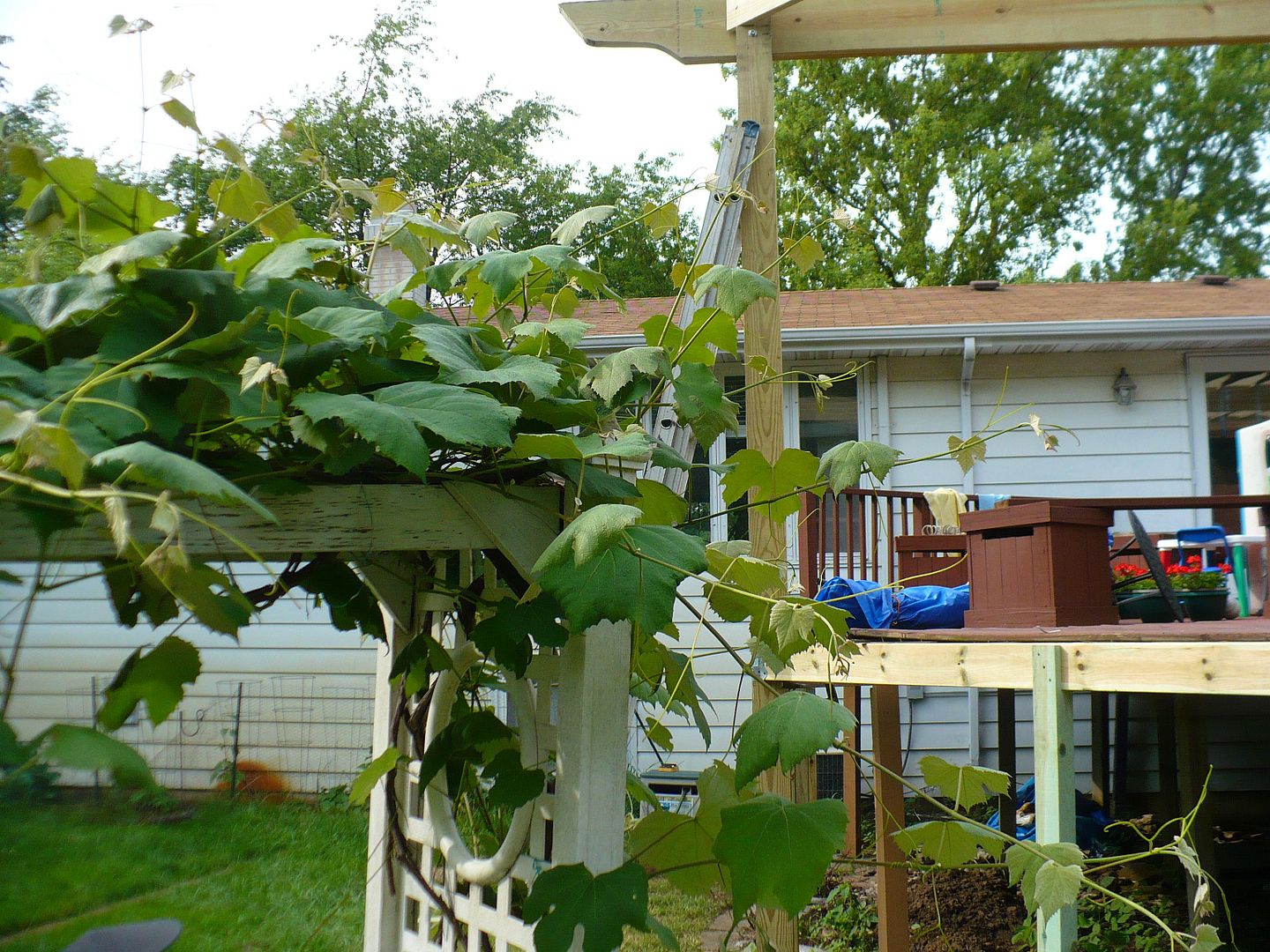 Best Vines for Pergola