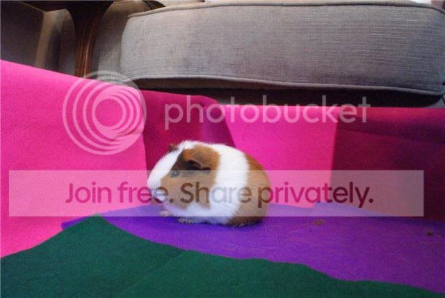 gingerpig.jpg